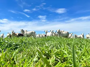 São Paulo cria fundo para indenizar pecuaristas em casos de febre aftosa