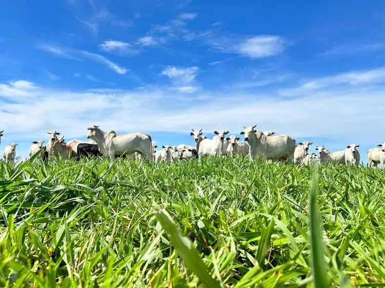 São Paulo cria fundo para indenizar pecuaristas em casos de febre aftosa