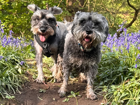 Introducing Breed Meet Ups