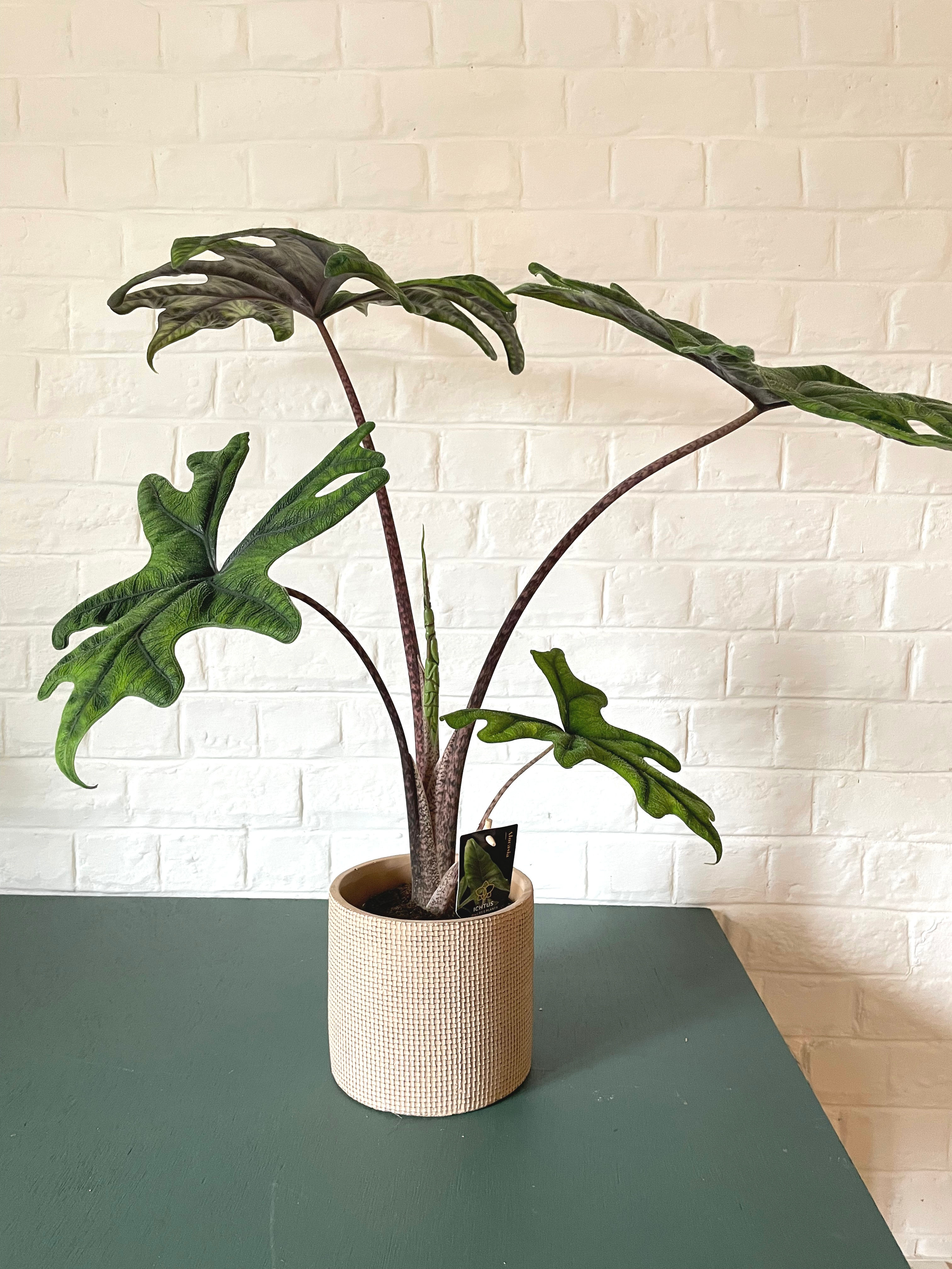Alocasia Jacklyn