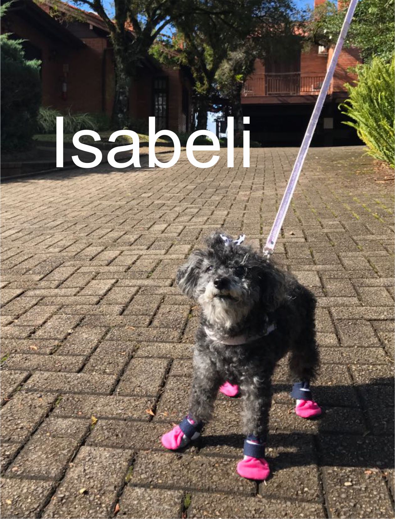 IMG-20170505-WA0005 - Isabeli
