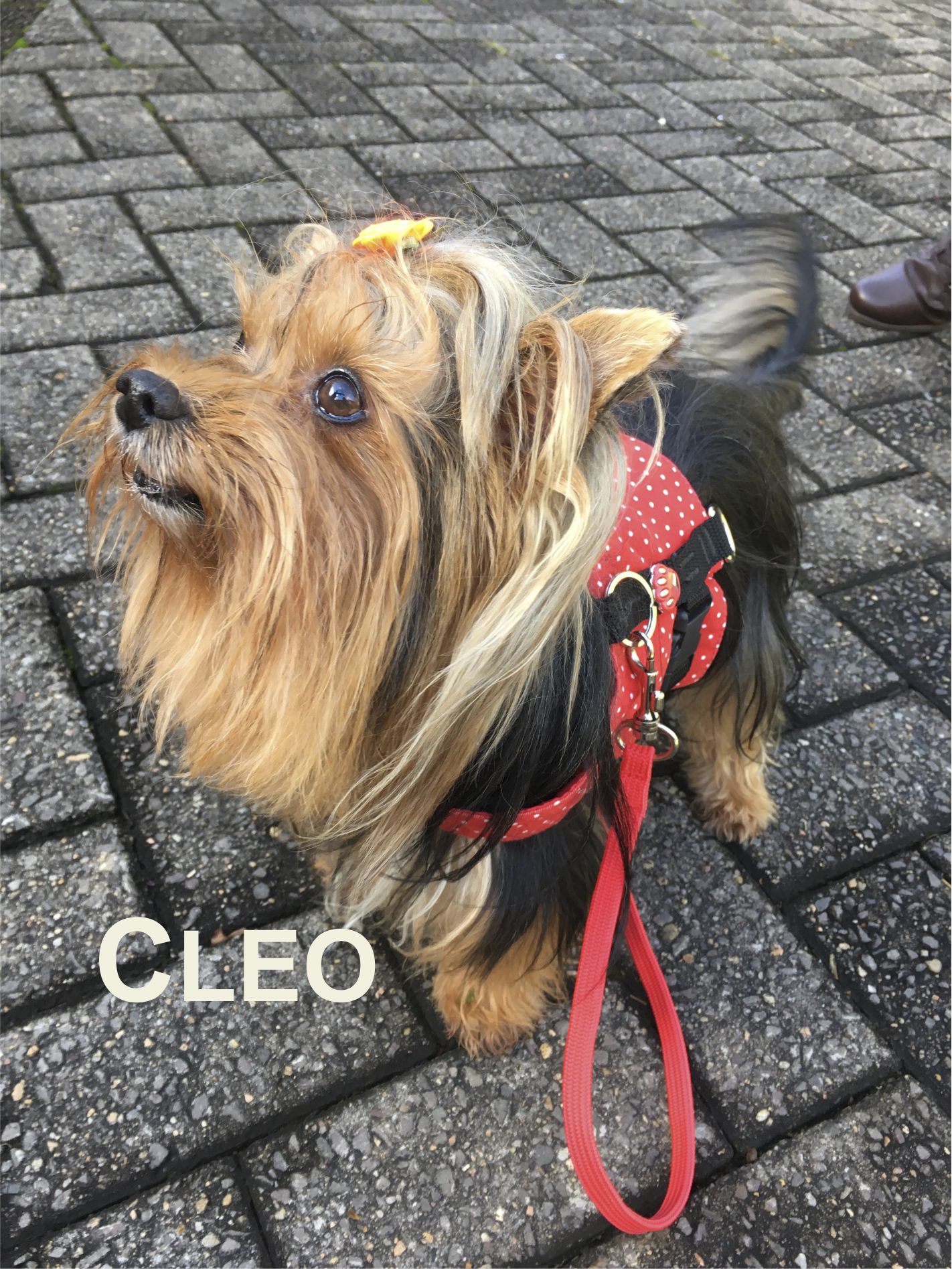 Cleo (1)