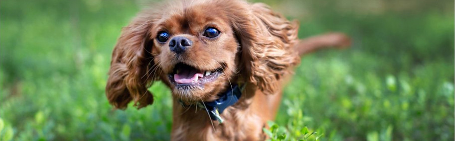 Für glückliche Hunde ohne Zwingerhaltung Hundebetreuung Tierheim Sulgen Arbon HausderTiere