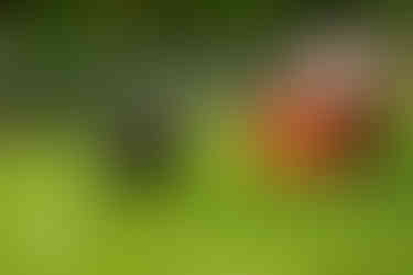 Arno glücklich vermittelt Labrador