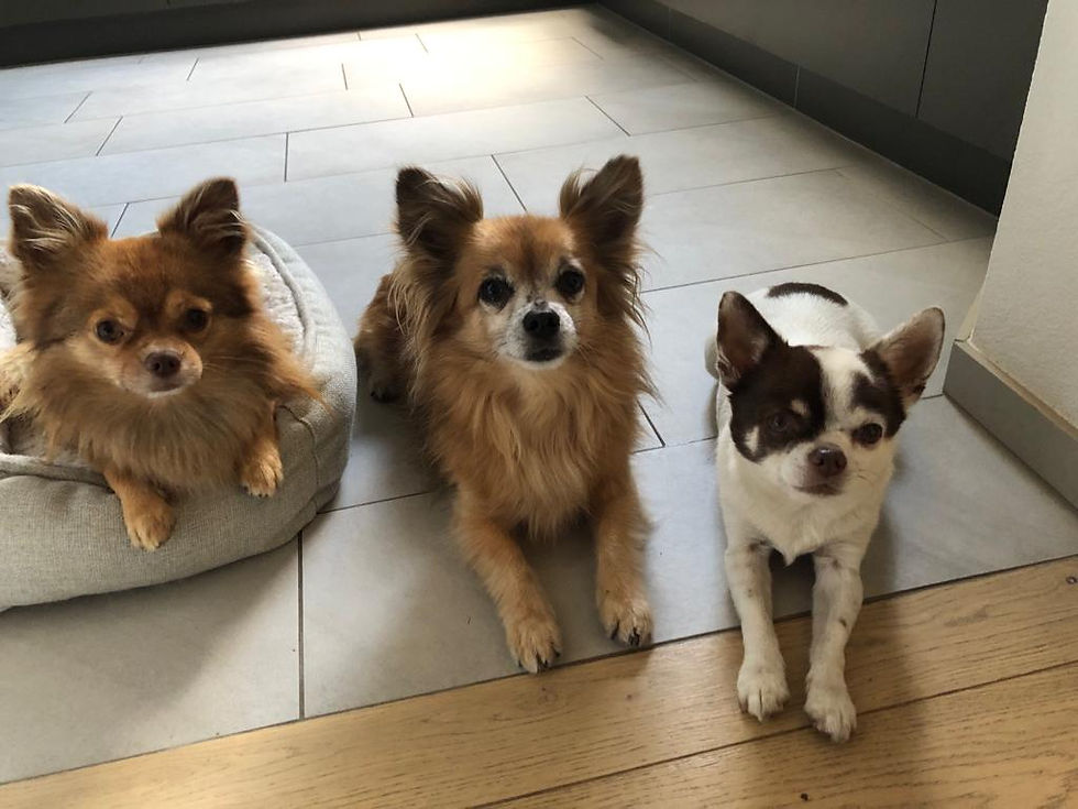 FCI Gruppe 9 – Gesellschafts- und Begleithunde Papillion Chihuahua Dogissima
