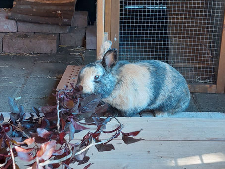 zwei Kaninchen suchen Ihr Zuhause