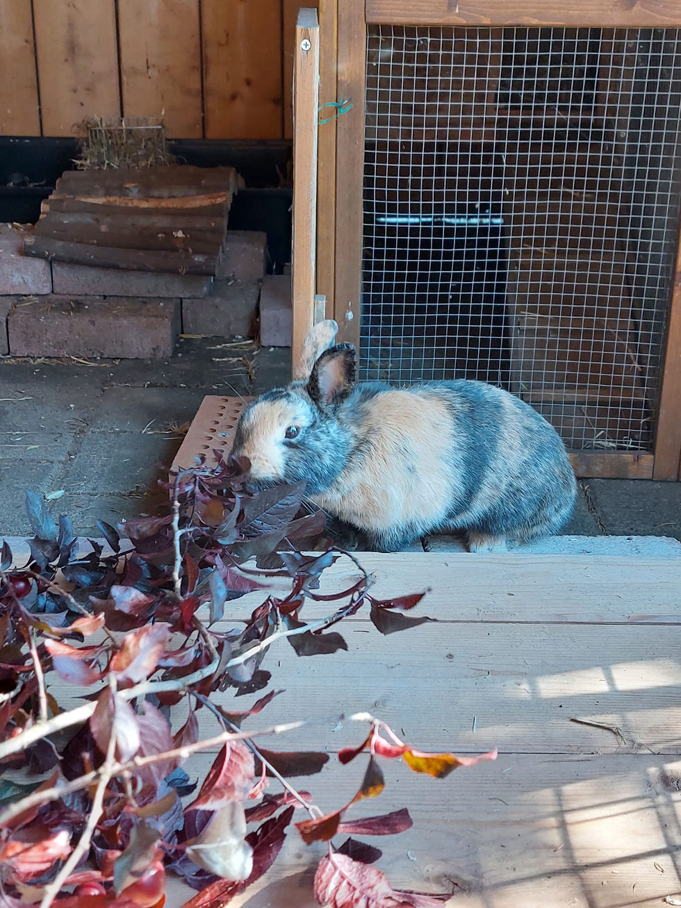 zwei Kaninchen suchen Ihr Zuhause