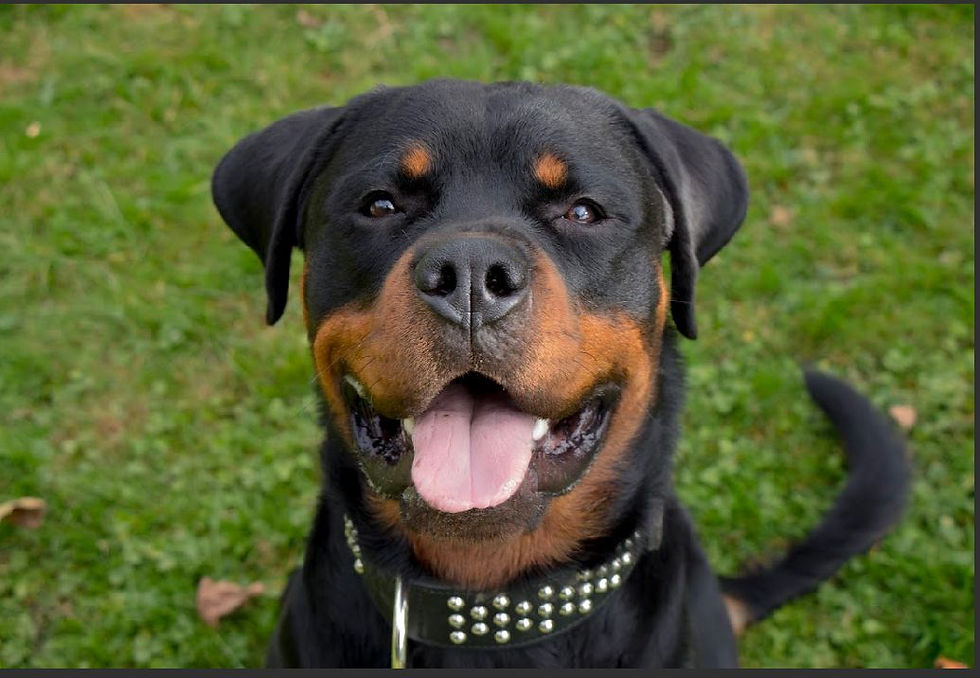 FCI Gruppe 2 – Pinscher, Schnauzer, Molosser und Sennenhunde Dogissima Hundeportal