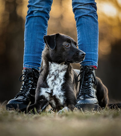 Dogissima Hundeschule Schweiz