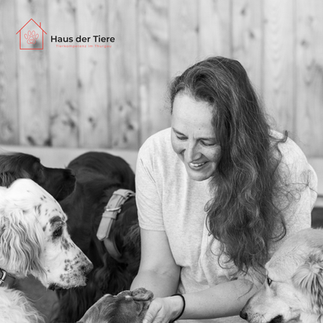 Tierfotografie Hundegruppe Portraits Werbebilder