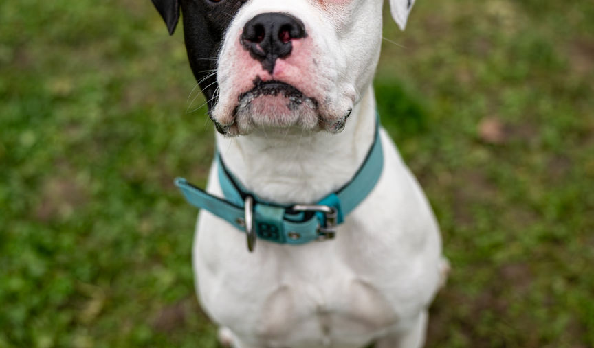 DNA-Test: 45 % American Bulldog, 15 % AmStaff, 25 % English Bulldog, 12 % Boxer, 3 % Bordeauxdogge Zuhause gesucht. Rüde 2 Jährig via Bullstaffhilfe