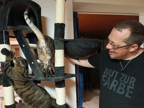 Katzenbetreuung Tierbetreuung Sins Haustierbetreuung Katzenbetreuung Aargau