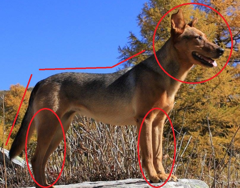 Hundekummunikation Dogissima Fachbeitrag