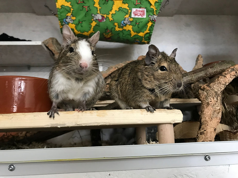 Haltung von Degus