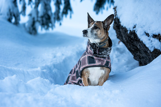 kleiner Hund im Schnee Tierfotograf Tierbilder Fotograf für Tiere Thurgau Tobel SusanPhotography