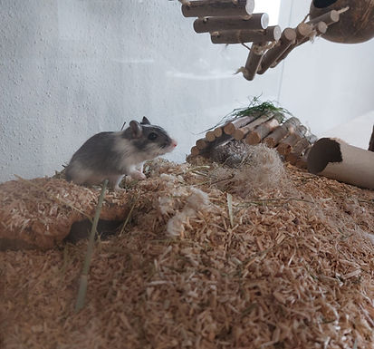 Hundepension Tierheim
Tierschutz
Tiervermittlung
Haustiere Thurgau Weinfelden Webseiten