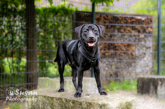 Arno Labrador Rüde Zuhause gefunden