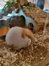 Ivy sucht ihr Zuhause