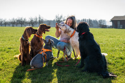 Hundebetreuung bis 8 Hunde/Tag