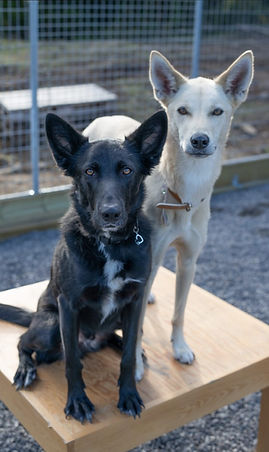 Partner Dogissima Hundehalter zwei Hunde