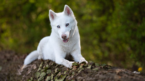 Tierfotograf Tierbilder Fotograf für Tiere Thurgau Tobel
