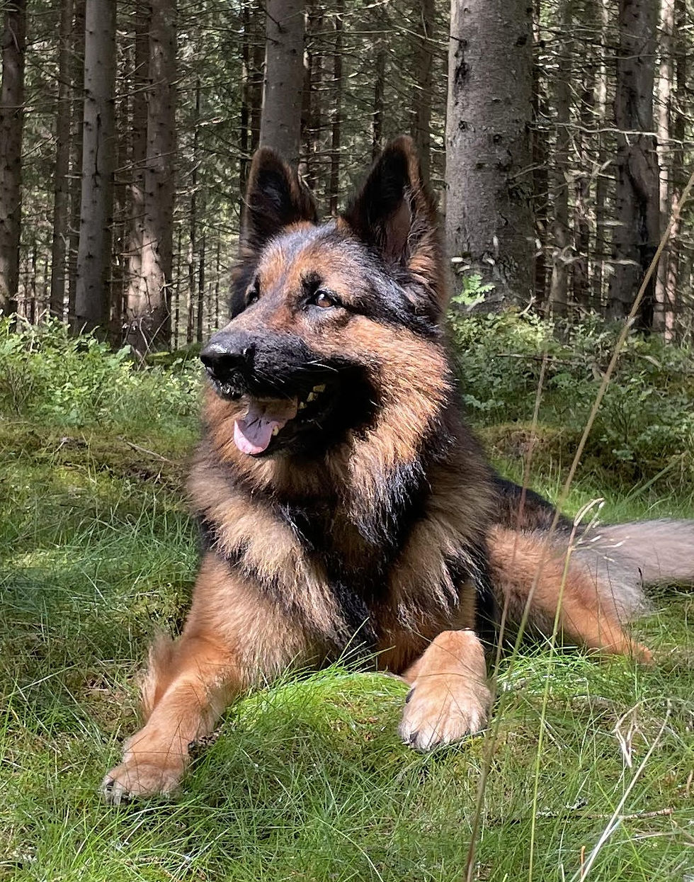 Gruppe 1 – Hüte- und Treibhunde Dogissima Schäferhund