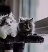 Zwei Katzen.avif
