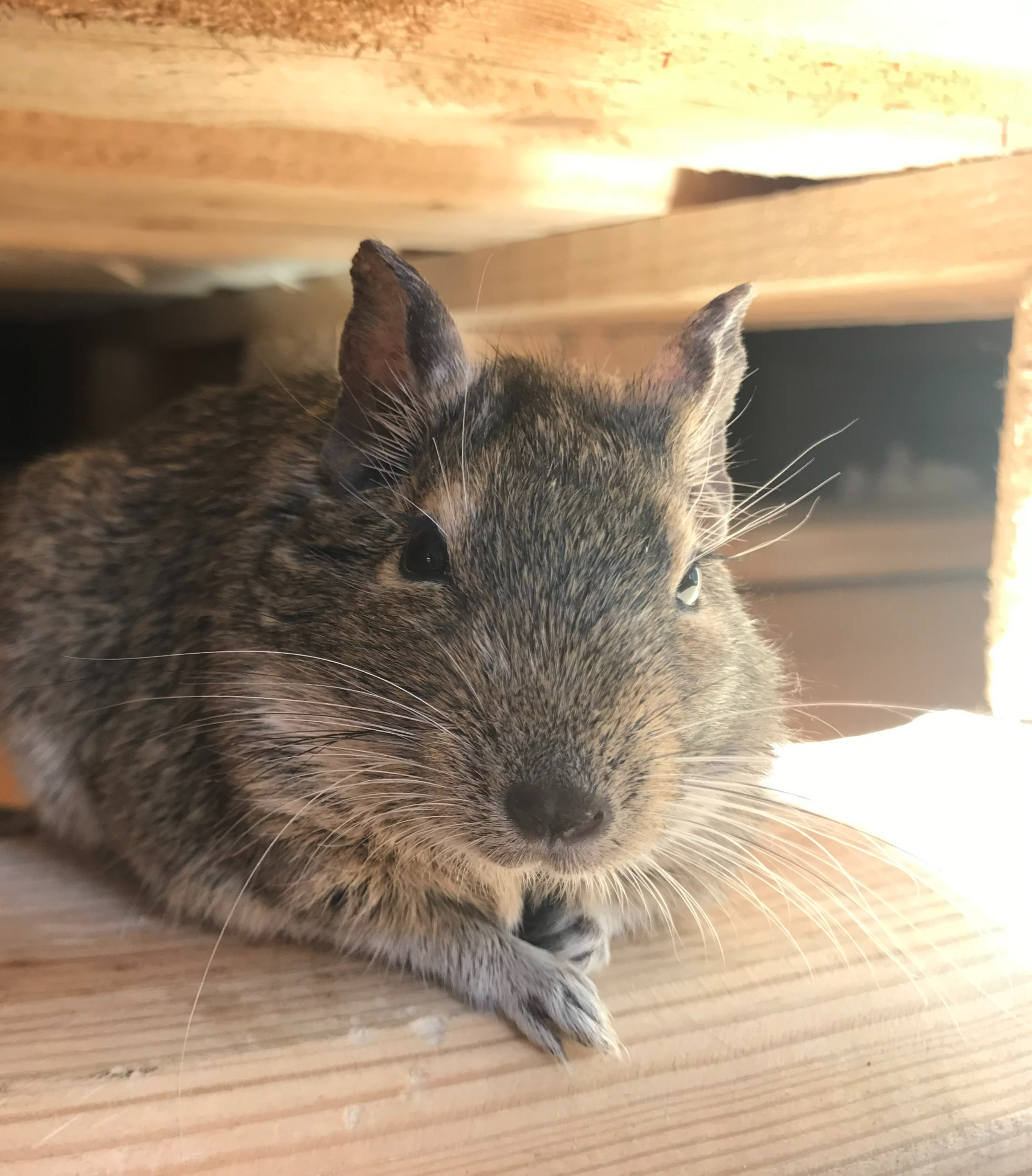 Autorenbild: Jenny von Degu Schweiz