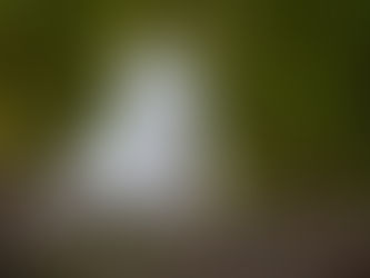Hund auf einem Baumstamm