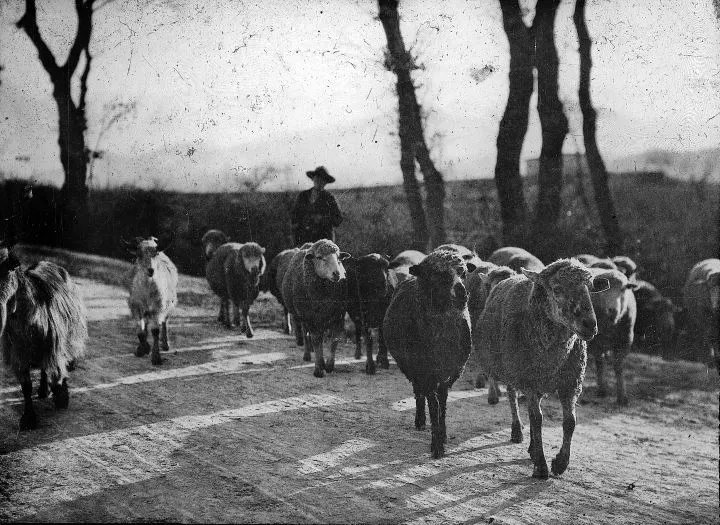 gregge-1909-Foto-Fernando-Saccoccia-1200x1200.webp
