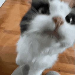crazycat-ezgif.com-webp-to-gif-converter.gif