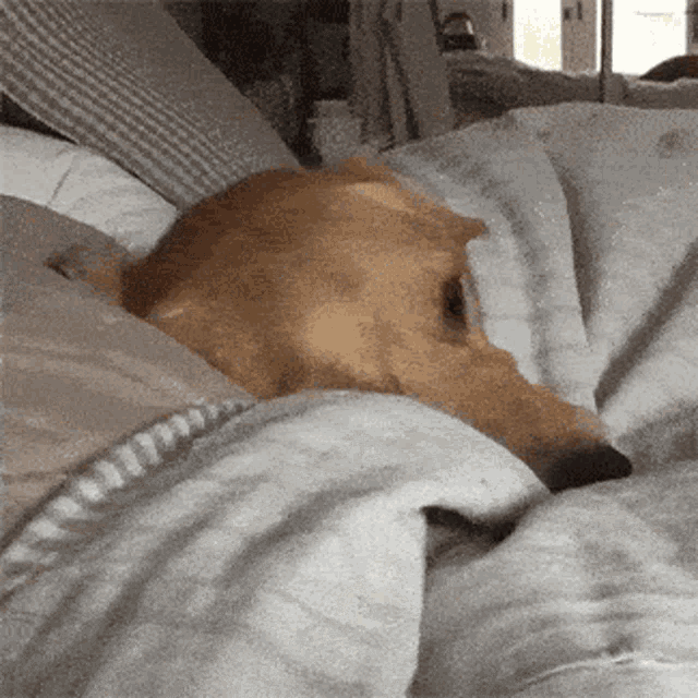 dog in bed.gif