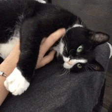 happy cat.gif