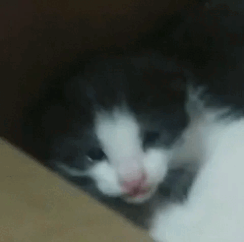 sadcat-ezgif.com-webp-to-gif-converter.gif