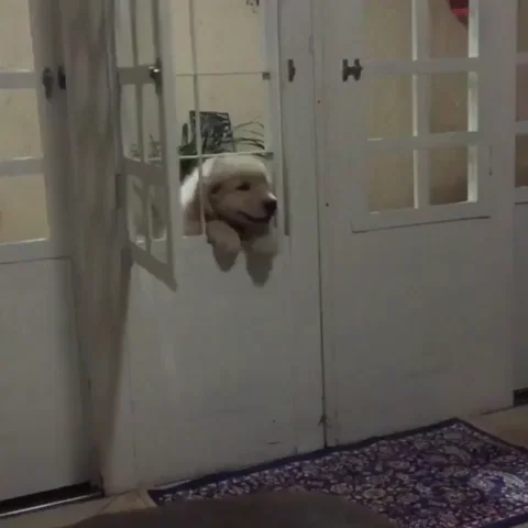 anxious dog.gif