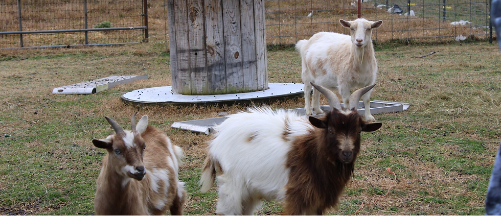 goats.PNG