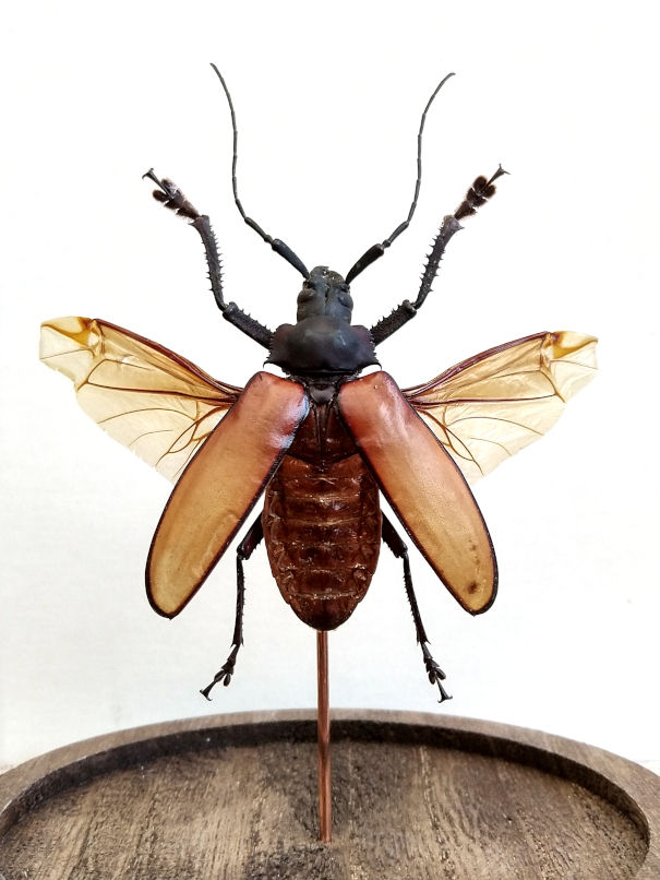 Thumbnail: Xixuthrus