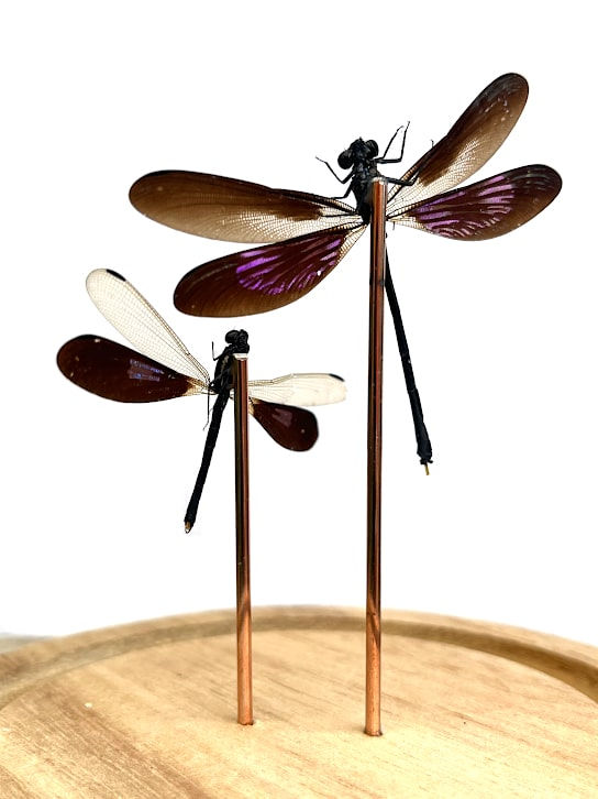 Thumbnail: Damselfly