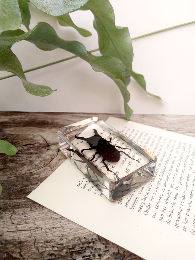 Thumbnail: Vliegend hert