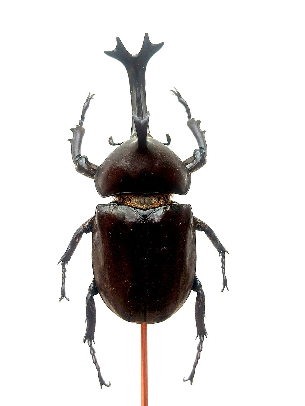 Thumbnail: Allomyrina dichotoma