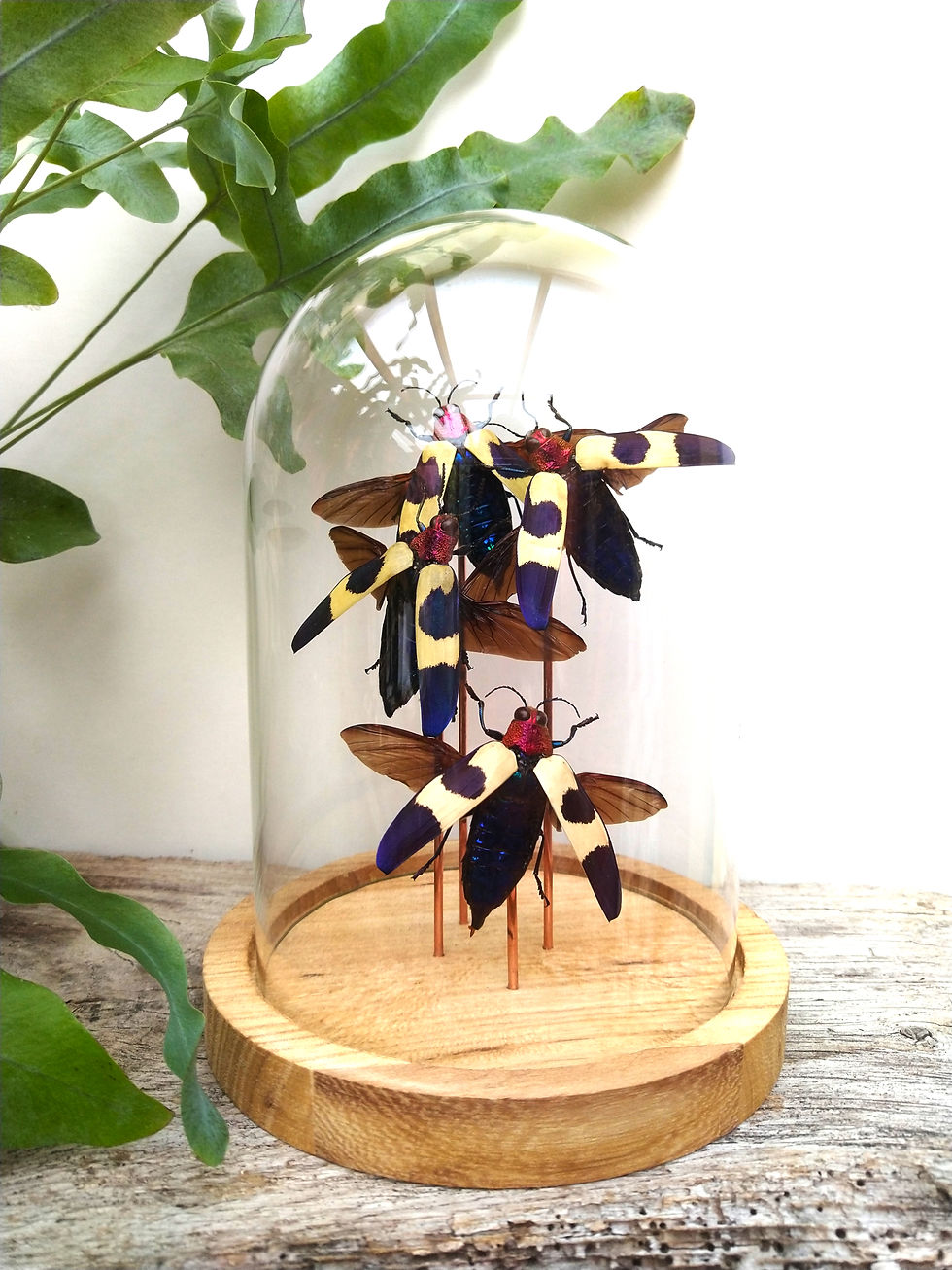 Compositie Chrysochroa Buqueti (4x)