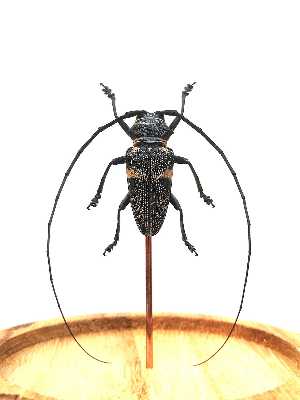 Thumbnail: Zographus aulicus