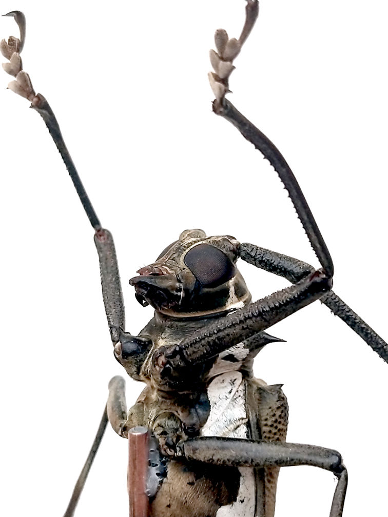 Thumbnail: Batocera celebiana