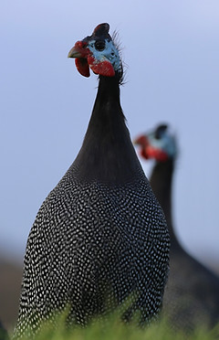 2 Guinea Fowl