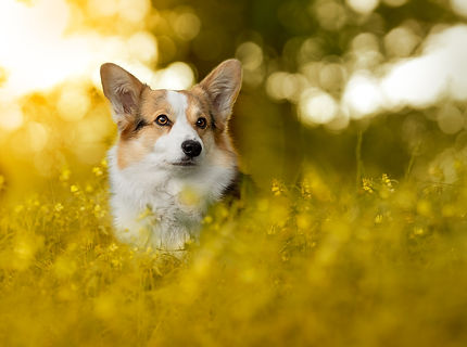 Hundefoto.jpeg