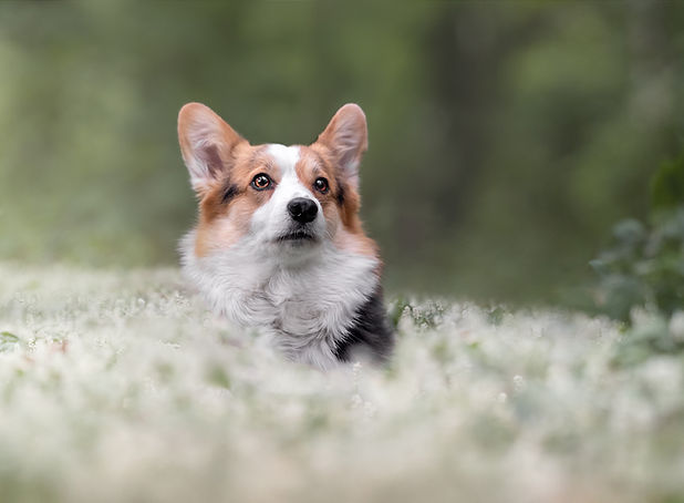 Hundefoto