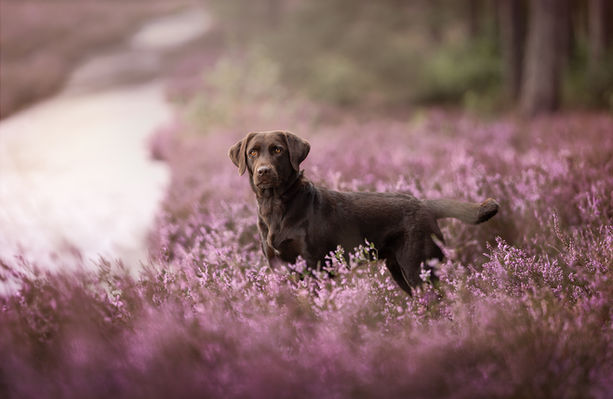 Hundefotografie, Hundefoto, Garbsen