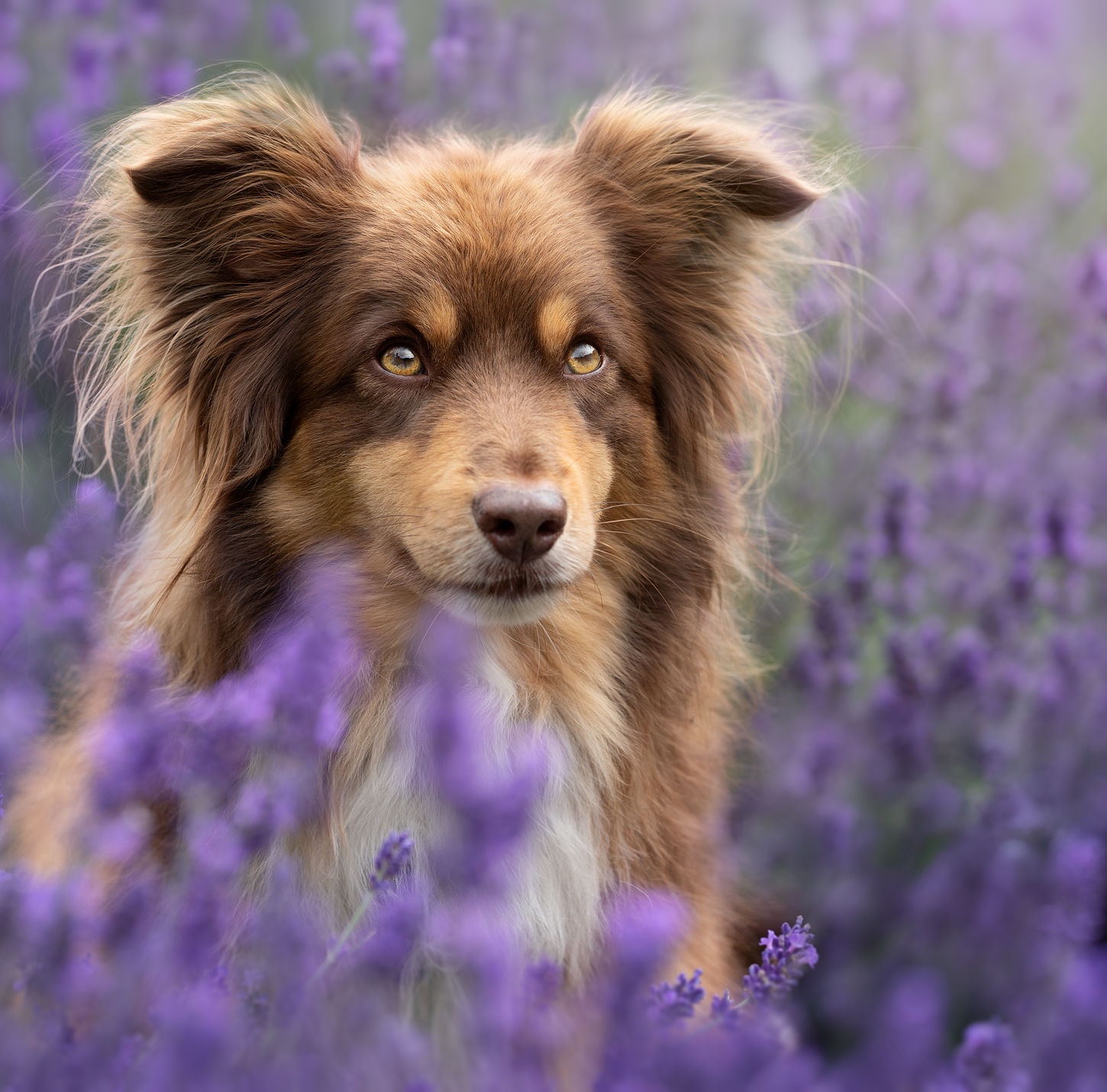Hundefotografie in Garbsen, Hannover und Umgebung