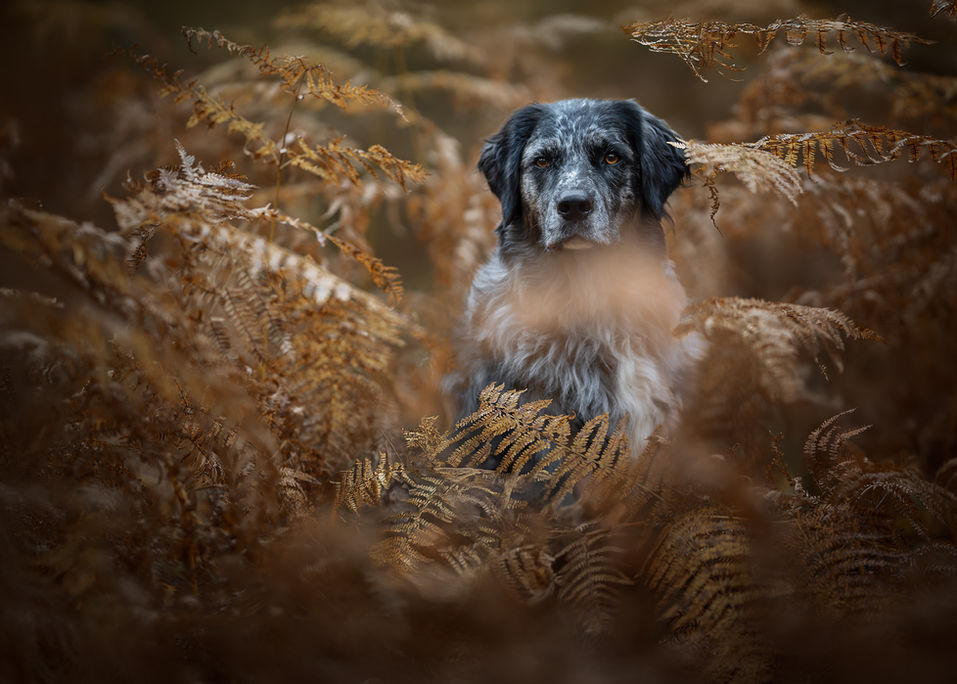 Herbst Fotoshooting, Garbsen, Hundeportrait, Farnshooting, Hundefotografie
