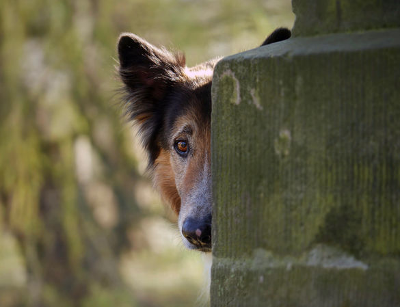Hundefotografie, Fotostudio Sabine Koelling, Fotografien von Hunden, Shooting für Vierbeiner, Hundefotografin